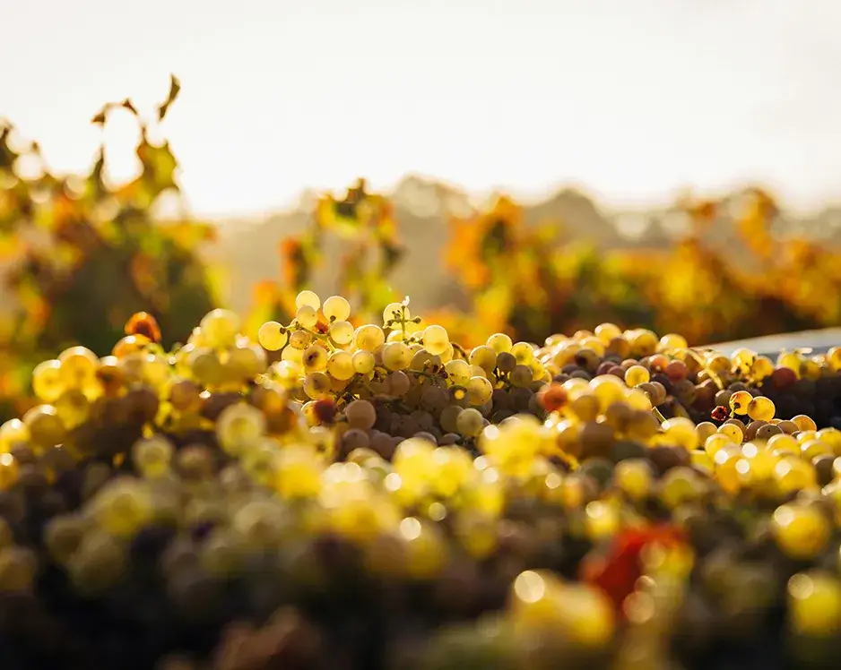 White Wine Palate Green grapes in a vineyard