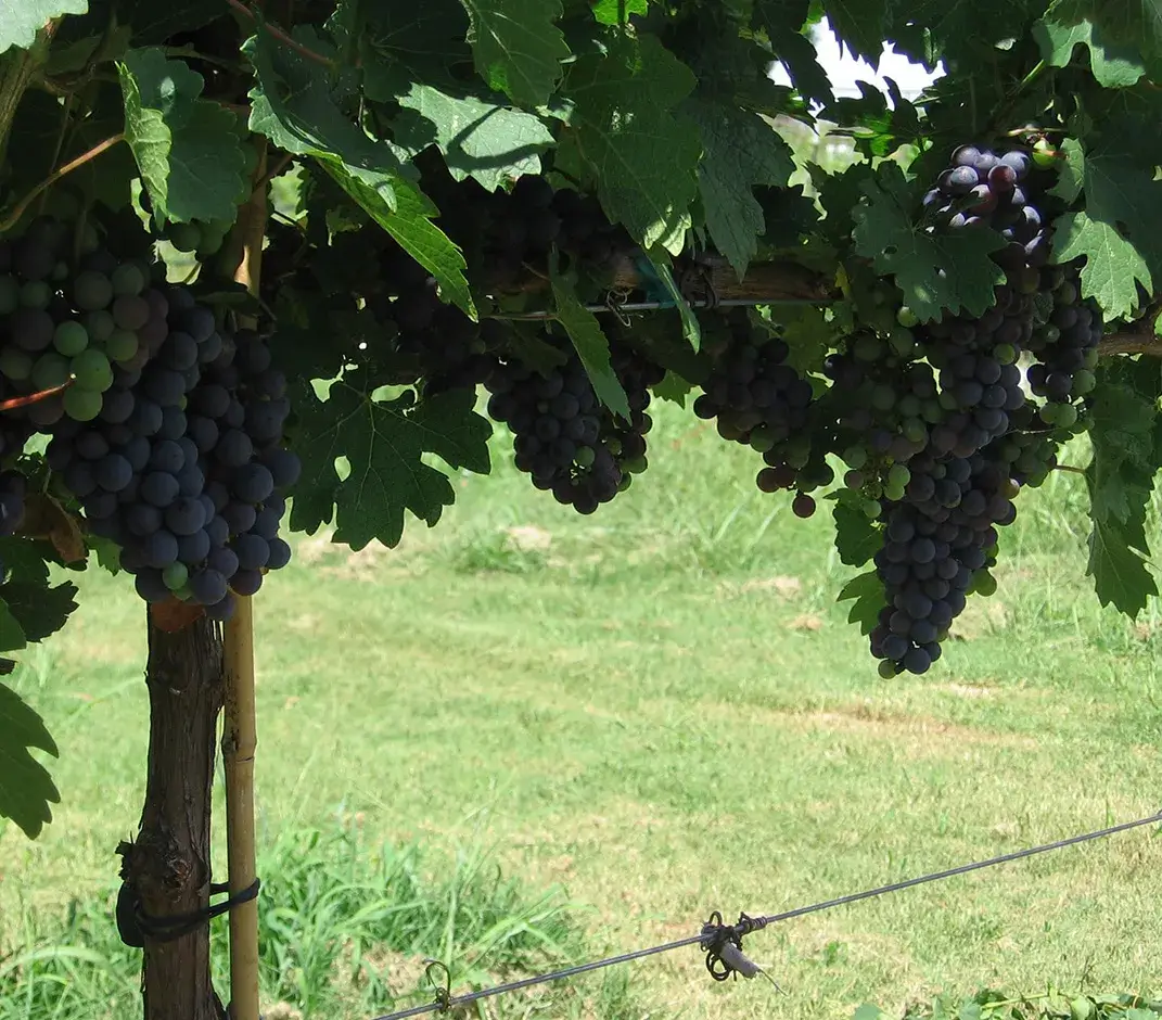 look-at-winemaking Clusters of grapes on a vine