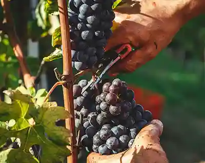 Red grapes in vineyard